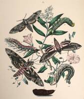 Approximately 8 hand-colored engravings of butterflies
