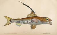 Approximately 54 color prints of fish