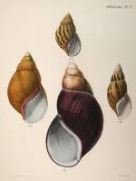 Approximately 14 colored lithographs of shells