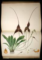 The Genus Masdevallia: issued by the Marquess of Lothian, K.T.; Chiefly from Plants in His Collection of Orchids at Newbattle Abbey. Plates and Descriptions by Miss Florence H. Woolward; with Additional Notes by F.C. Lehman (German Consul in the Republic 