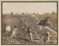 Silver photograph of Black laborers picking cotton