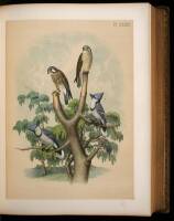 Studer's Popular Ornithology. The Birds of North America: Drawn and Colored from Life by Theodore Jasper, M.D