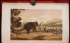 The Rifle and the Hound in Ceylon