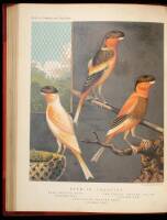 The Illustrated Book of Canaries and Cage-Birds, British and Foreign