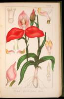 The Orchids of the Cape Peninsula