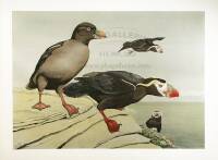 Birds and Trees of North America