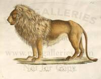 Lot of 4 hand-colored lithographs of quadrupeds