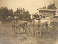 Large silver print photograph of four Hungarian Greyhounds