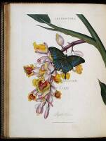 An Epitome of the Natural History of the Insects of China: Comprising Figures and Descriptions of Upwards of One Hundred New, Singular, and Beautiful Species; Together with Some that are of Importance in Medicine, Domestic Economy, &c. The Figures are Acc