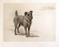 Terriers and Toys: Twenty-Five Photogravures, Including His Majesty the King's Irish terrier "Jack"