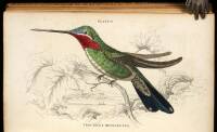 The Natural History of Humming-Birds