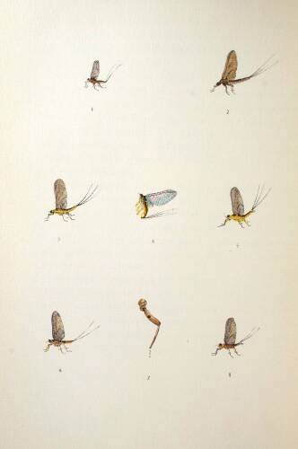 A Book of Trout Flies, Containing a List of the Most Important American Stream Insects & Their Imitations