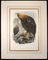 Aquila Chrysaetos - Golden Eagle