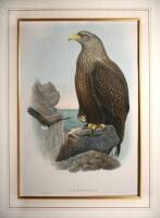 Haliaetus Albicilla - Sea Eagle
