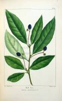 The North American Sylva; Or, A Description of the Forest Trees of the United States, Canada, and Nova Scotia...