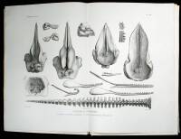 Ost&eacute;ographie des C&eacute;tac&eacute;s, Vivants et Fossiles. Comprenant la Description et l'Iconographie du Squelette et du Syst&egrave;me Dentaire de ces Animaux. Ainsi que des Documents Relatifs a leure Histoire Naturelle