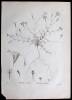 Icones Plantarum Galliae Rariorum Nemp&egrave; Incertarum Aut Nondum Delineatarum; Auctore Augustino-Pyramo Decandolle...Fasciculus I - 3