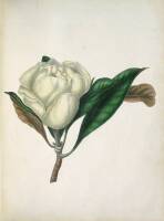 Flowers from Nature, with the Botanical Name, Class and Order; and Instructions for Copying