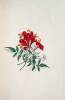 Flowers from Nature, with the Botanical Name, Class and Order; and Instructions for Copying - 3