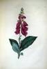 Flowers from Nature, with the Botanical Name, Class and Order; and Instructions for Copying - 7