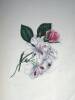 Flowers from Nature, with the Botanical Name, Class and Order; and Instructions for Copying - 8