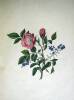 Flowers from Nature, with the Botanical Name, Class and Order; and Instructions for Copying - 9