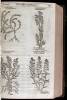 The Herball or Generall Historie of Plantes. Gathered by John Gerarde of London Master in Chirurgerie. Very much Enlarged and Amended by Thomas Johnson, Citizen and Apothecarye of London - 5
