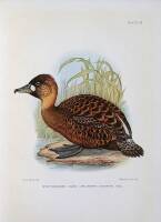 The Game-Birds & Water-Fowl of South Africa...in Four Parts