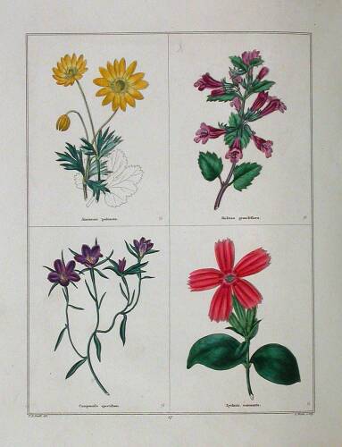 The Botanic Garden; Consisting of Highly Finished Representations of Ornamental Flowering Plants, Cultivated in Great Britain...